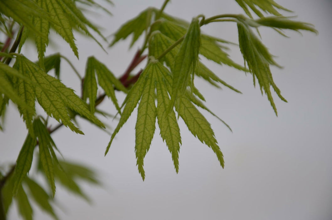 '- Acer palmatum 'Tiger Rose' Japanese Maple - Mr Maple │ Buy Japanese Maple Trees