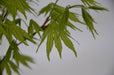 - Acer palmatum 'Tiger Rose' Japanese Maple - Mr Maple │ Buy Japanese Maple Trees