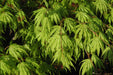 - Acer palmatum 'Tiger Rose' Japanese Maple - Mr Maple │ Buy Japanese Maple Trees