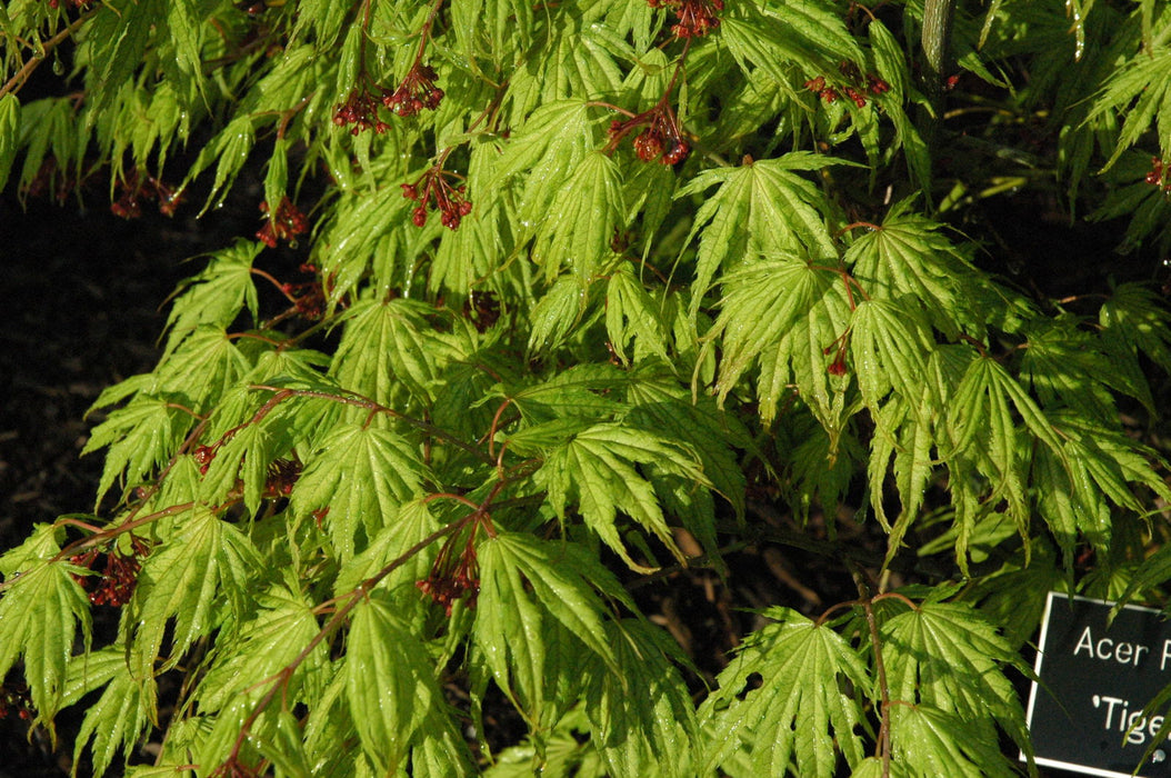 '- Acer palmatum 'Tiger Rose' Japanese Maple - Mr Maple │ Buy Japanese Maple Trees