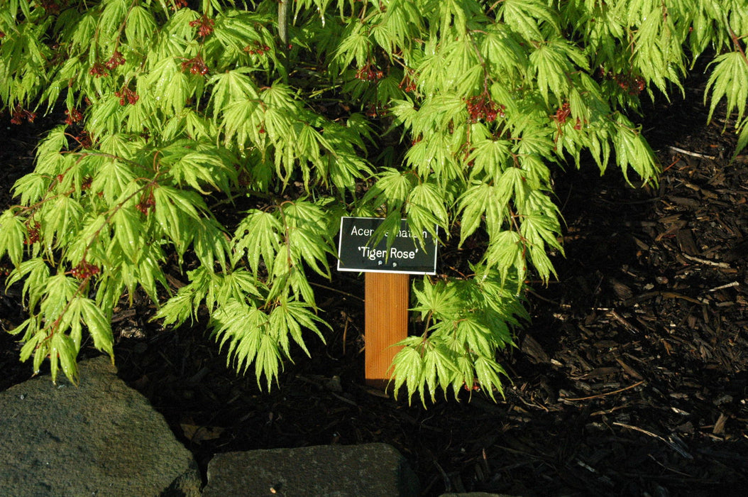 - Acer palmatum 'Tiger Rose' Japanese Maple - Mr Maple │ Buy Japanese Maple Trees