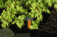 '- Acer palmatum 'Tiger Rose' Japanese Maple - Mr Maple │ Buy Japanese Maple Trees