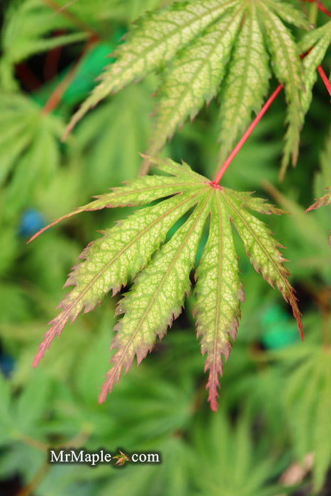 '- Acer palmatum 'Tiger Rose' Japanese Maple - Mr Maple │ Buy Japanese Maple Trees