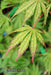 '- Acer palmatum 'Tiger Rose' Japanese Maple - Mr Maple │ Buy Japanese Maple Trees