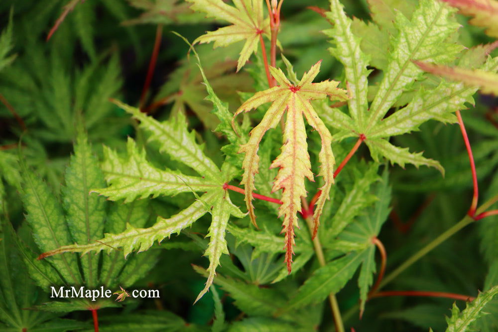 - Acer palmatum 'Tiger Rose' Japanese Maple - Mr Maple │ Buy Japanese Maple Trees