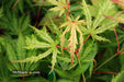 '- Acer palmatum 'Tiger Rose' Japanese Maple - Mr Maple │ Buy Japanese Maple Trees