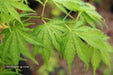 '- Acer palmatum 'Tiger Rose' Japanese Maple - Mr Maple │ Buy Japanese Maple Trees