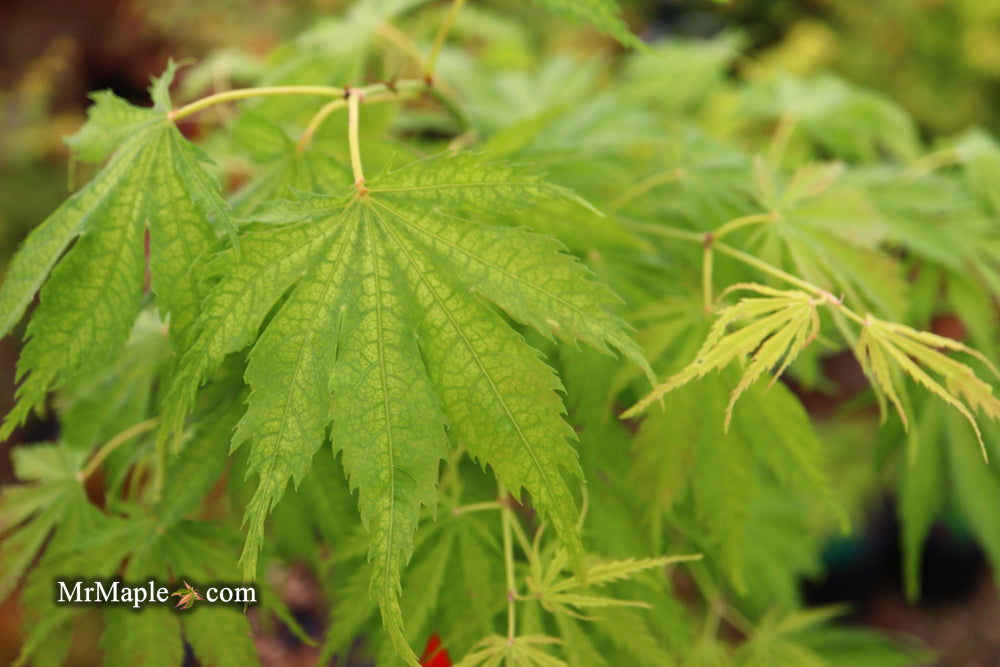 '- Acer palmatum 'Tiger Rose' Japanese Maple - Mr Maple │ Buy Japanese Maple Trees