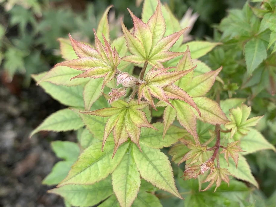 '- Acer palmatum 'Tiny Stars' Japanese Maple - Mr Maple │ Buy Japanese Maple Trees