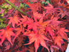 '- Acer palmatum 'Tiny Stars' Japanese Maple - Mr Maple │ Buy Japanese Maple Trees