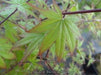 '- Acer palmatum 'Tiny Stars' Japanese Maple - Mr Maple │ Buy Japanese Maple Trees