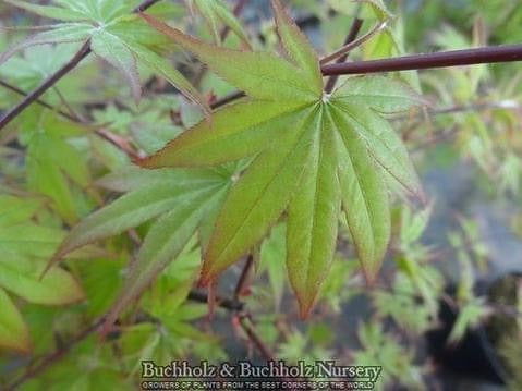 '- Acer palmatum 'Tiny Stars' Japanese Maple - Mr Maple │ Buy Japanese Maple Trees