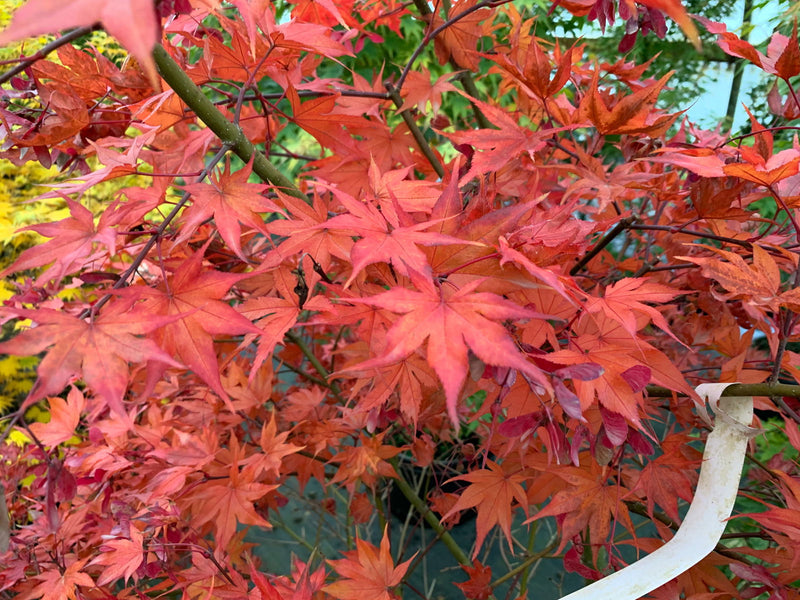 - Acer palmatum 'Tiny Stars' Japanese Maple - Mr Maple │ Buy Japanese Maple Trees