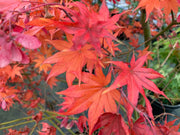 - Acer palmatum 'Tiny Stars' Japanese Maple - Mr Maple │ Buy Japanese Maple Trees