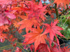 '- Acer palmatum 'Tiny Stars' Japanese Maple - Mr Maple │ Buy Japanese Maple Trees