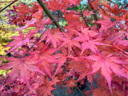 - Acer palmatum 'Tiny Stars' Japanese Maple - Mr Maple │ Buy Japanese Maple Trees