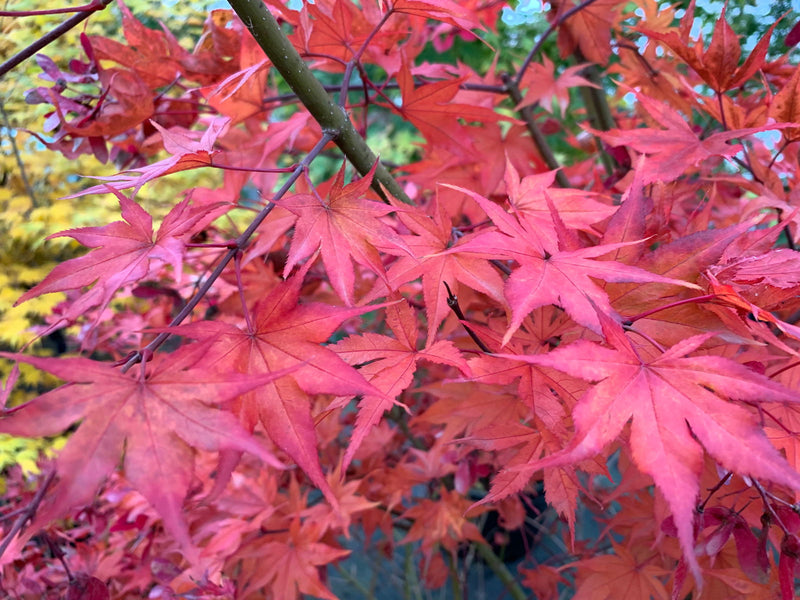 - Acer palmatum 'Tiny Stars' Japanese Maple - Mr Maple │ Buy Japanese Maple Trees