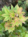 '- Acer palmatum 'Tiny Stars' Japanese Maple - Mr Maple │ Buy Japanese Maple Trees