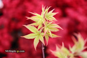 - Acer palmatum 'Tiny Stars' Japanese Maple - Mr Maple │ Buy Japanese Maple Trees