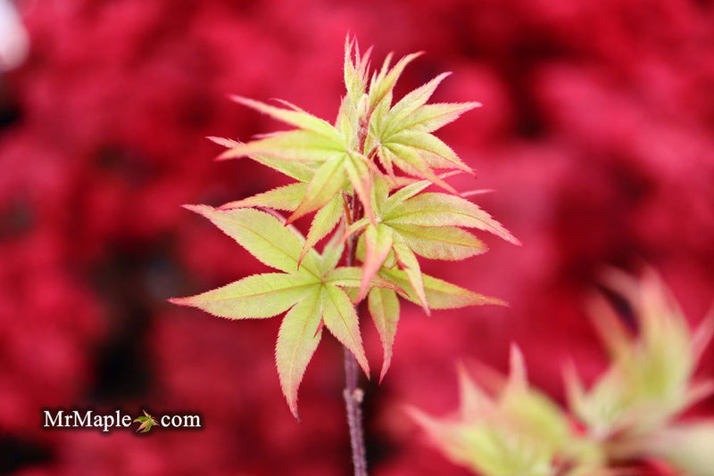- Acer palmatum 'Tiny Stars' Japanese Maple - Mr Maple │ Buy Japanese Maple Trees