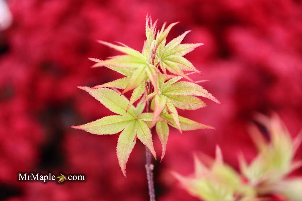 '- Acer palmatum 'Tiny Stars' Japanese Maple - Mr Maple │ Buy Japanese Maple Trees