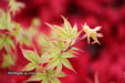 '- Acer palmatum 'Tiny Stars' Japanese Maple - Mr Maple │ Buy Japanese Maple Trees