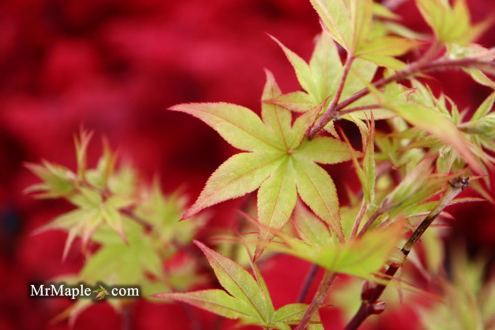 '- Acer palmatum 'Tiny Stars' Japanese Maple - Mr Maple │ Buy Japanese Maple Trees