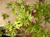 '- Acer palmatum 'Tiny Stars' Japanese Maple - Mr Maple │ Buy Japanese Maple Trees