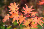 - Acer palmatum 'Tiny Stars' Japanese Maple - Mr Maple │ Buy Japanese Maple Trees