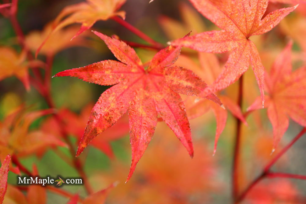 '- Acer palmatum 'Tiny Stars' Japanese Maple - Mr Maple │ Buy Japanese Maple Trees