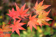 '- Acer palmatum 'Tiny Stars' Japanese Maple - Mr Maple │ Buy Japanese Maple Trees