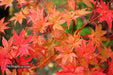 '- Acer palmatum 'Tiny Stars' Japanese Maple - Mr Maple │ Buy Japanese Maple Trees