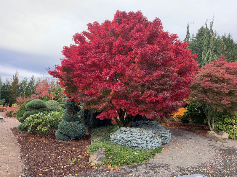 - Acer palmatum 'Tobiosho' Japanese Maple - Mr Maple │ Buy Japanese Maple Trees