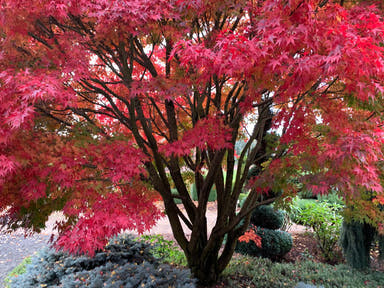 - Acer palmatum 'Tobiosho' Japanese Maple - Mr Maple │ Buy Japanese Maple Trees