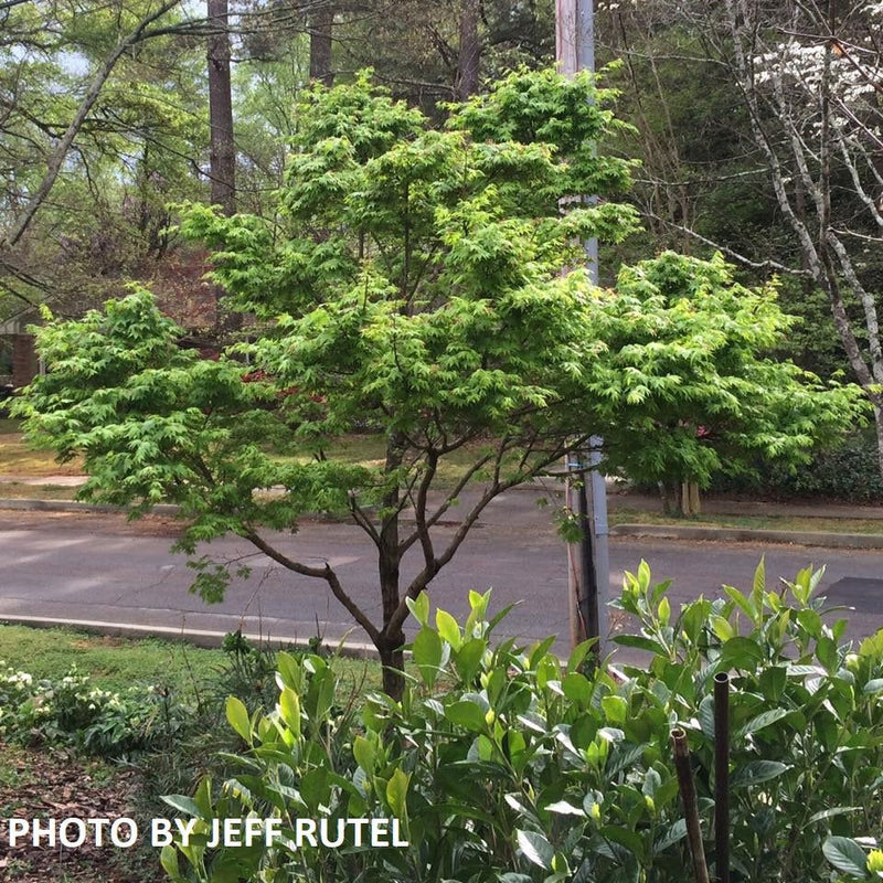 - Acer palmatum 'Tobiosho' Japanese Maple - Mr Maple │ Buy Japanese Maple Trees