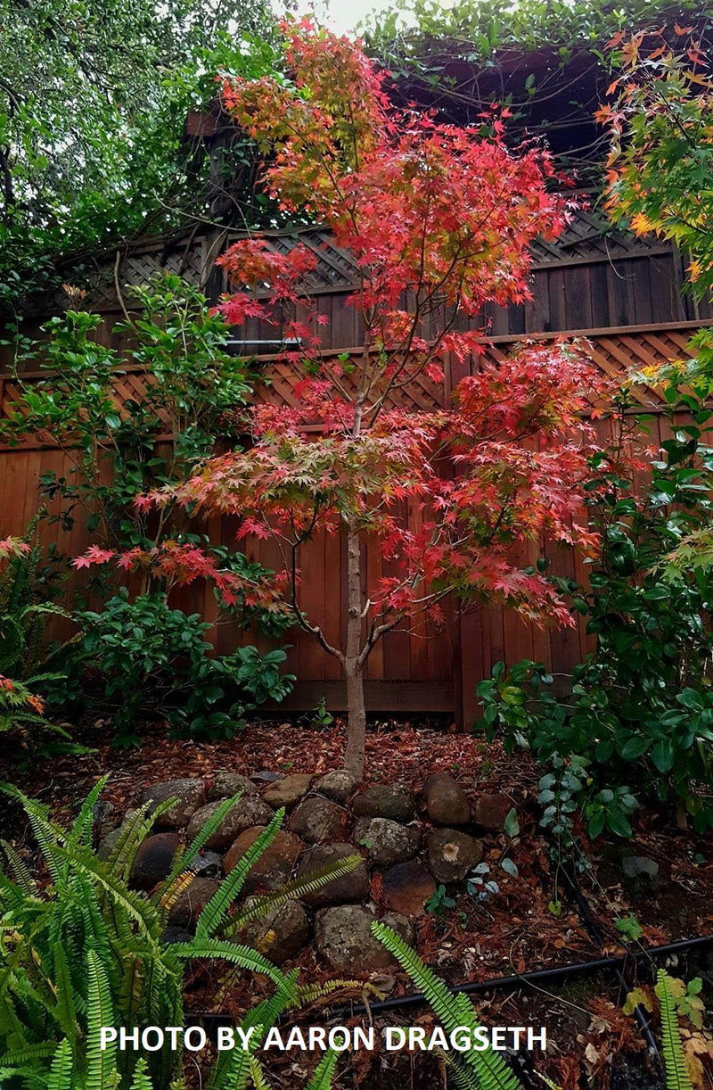 - Acer palmatum 'Tobiosho' Japanese Maple - Mr Maple │ Buy Japanese Maple Trees
