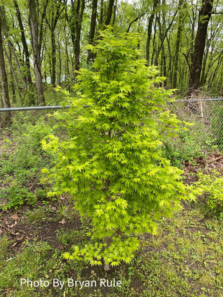 - Acer palmatum 'Tobiosho' Japanese Maple - Mr Maple │ Buy Japanese Maple Trees