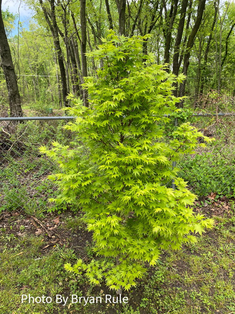 - Acer palmatum 'Tobiosho' Japanese Maple - Mr Maple │ Buy Japanese Maple Trees