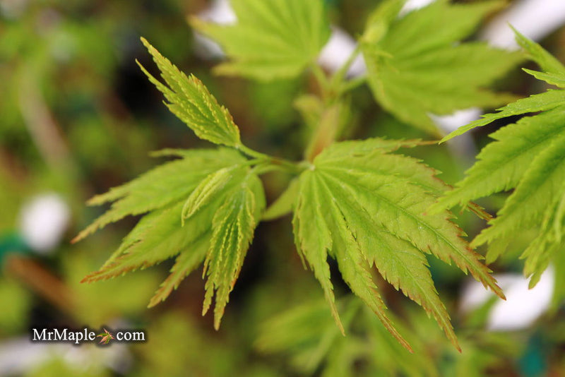 - Acer palmatum 'Tobiosho' Japanese Maple - Mr Maple │ Buy Japanese Maple Trees