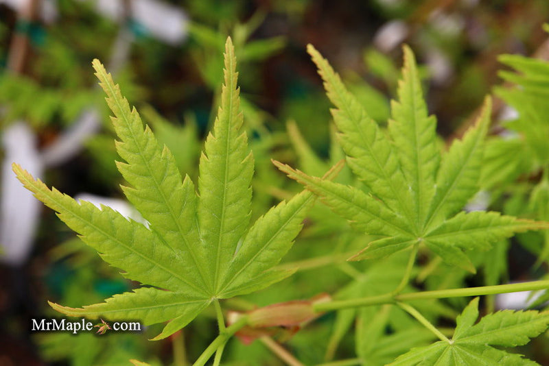 - Acer palmatum 'Tobiosho' Japanese Maple - Mr Maple │ Buy Japanese Maple Trees