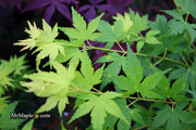 - Acer palmatum 'Tobiosho' Japanese Maple - Mr Maple │ Buy Japanese Maple Trees