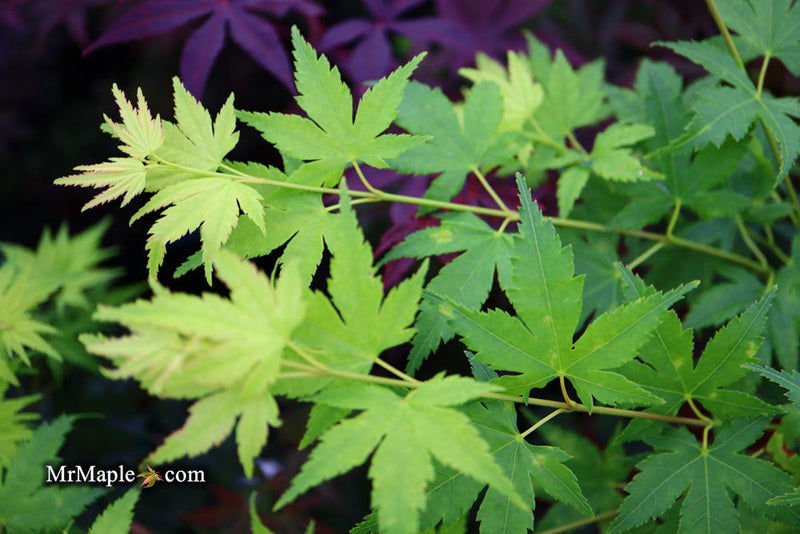 - Acer palmatum 'Tobiosho' Japanese Maple - Mr Maple │ Buy Japanese Maple Trees