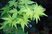 - Acer palmatum 'Tobiosho' Japanese Maple - Mr Maple │ Buy Japanese Maple Trees