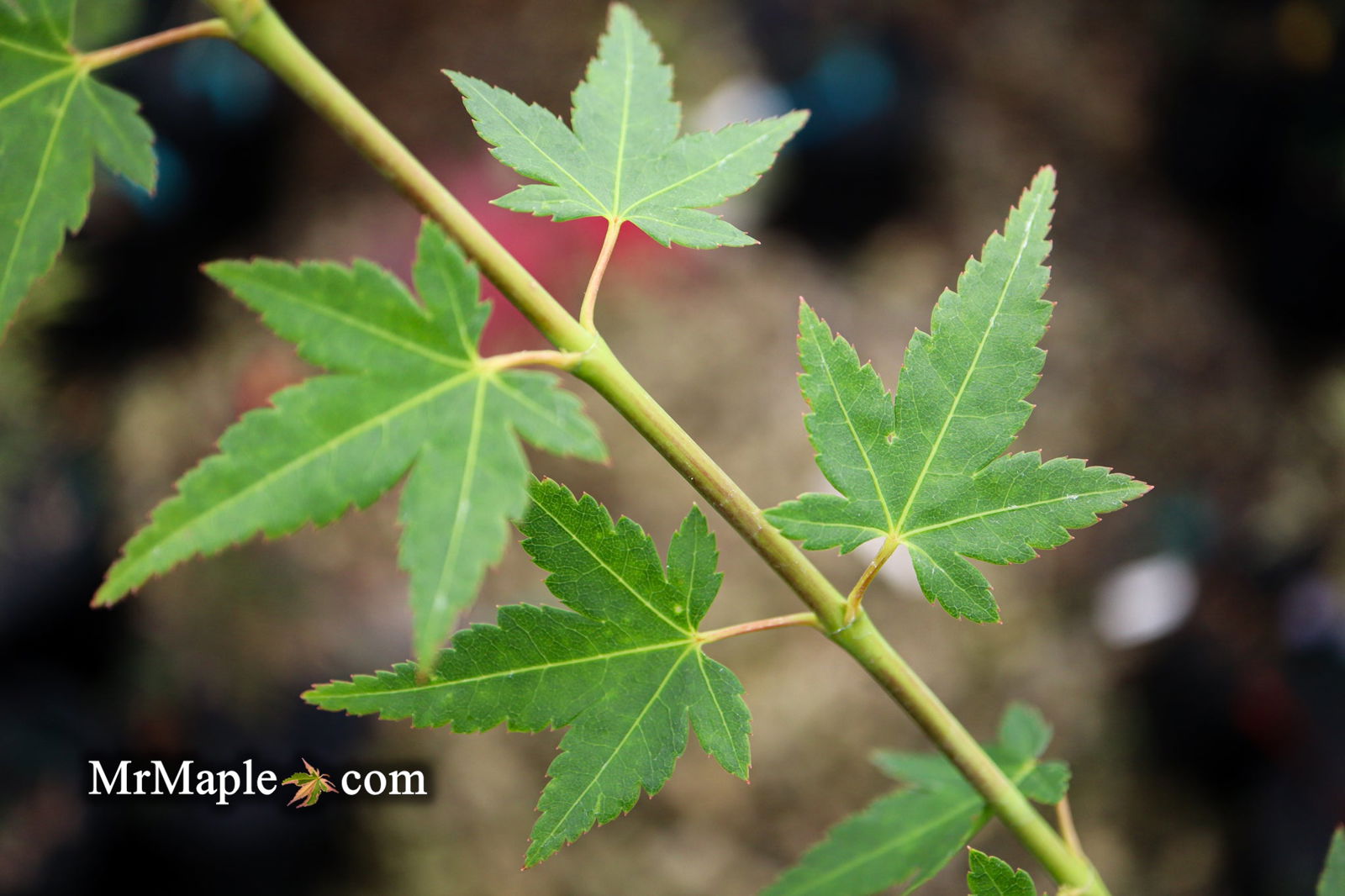 Buy Acer palmatum 'Tokyo yatsubusa' Dwarf Japanese Maple — Mr