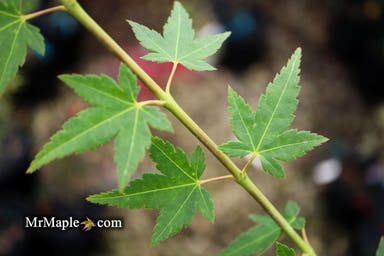 - Acer palmatum 'Tokyo yatsubusa' Dwarf Japanese Maple - Mr Maple │ Buy Japanese Maple Trees