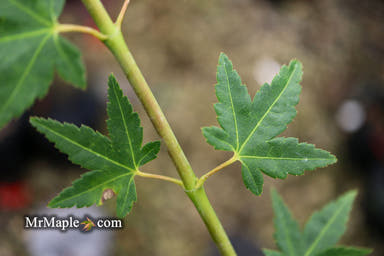 - Acer palmatum 'Tokyo yatsubusa' Dwarf Japanese Maple - Mr Maple │ Buy Japanese Maple Trees