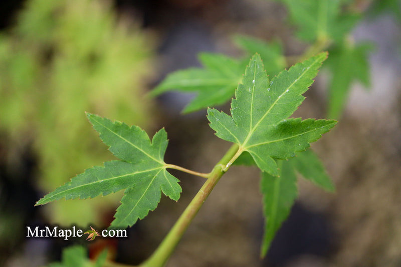 - Acer palmatum 'Tokyo yatsubusa' Dwarf Japanese Maple - Mr Maple │ Buy Japanese Maple Trees