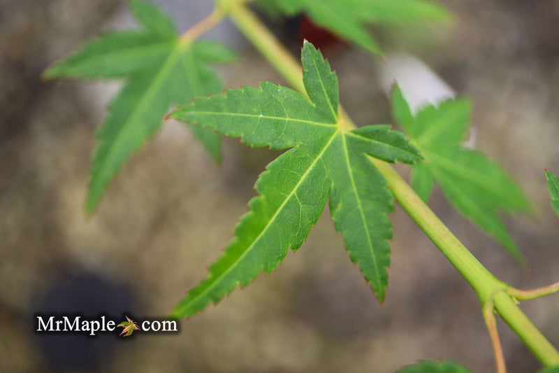 - Acer palmatum 'Tokyo yatsubusa' Dwarf Japanese Maple - Mr Maple │ Buy Japanese Maple Trees