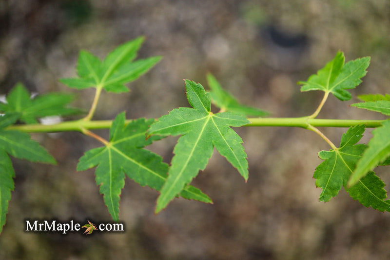 - Acer palmatum 'Tokyo yatsubusa' Dwarf Japanese Maple - Mr Maple │ Buy Japanese Maple Trees