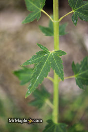 - Acer palmatum 'Tokyo yatsubusa' Dwarf Japanese Maple - Mr Maple │ Buy Japanese Maple Trees